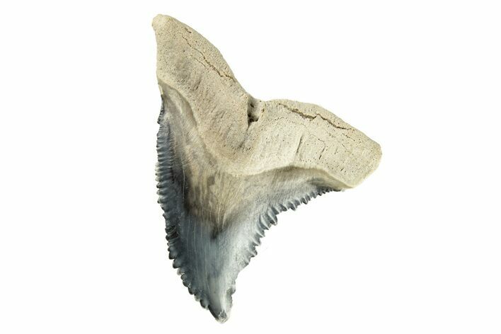 Fossil Shark Tooth (Hemipristis) - Bone Valley, Florida #258193